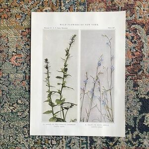 🌹 20 for $20 Antique Botanical Plant Print Original over 100 years old Vintage